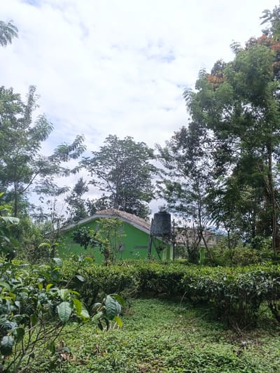 A green building nestled amongst lush foliage under a cloudy sky. The building has a light-colored roof and a water tank on one side. Trees frame the scene, with dense greenery in the foreground, obscuring parts of the building. The landscape is overgrown and natural.