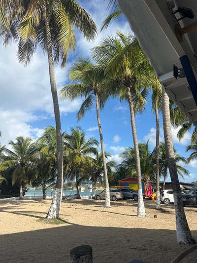 The image shows a line of palm trees along a sandy beach, possibly in Le Gosier, France, based on the prompt. The trees have white-painted trunks. The sky is blue with scattered clouds. Vehicles are parked behind the trees. A building is visible on the left side. The overall scene depicts a beach landscape with a combination of natural and man-made elements.
