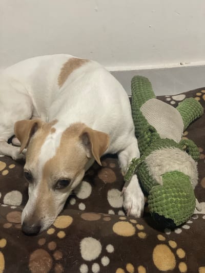 A medium shot captures a Jack Russell Terrier dog resting on a brown blanket adorned with paw prints. The dog, primarily white with tan markings on its head and back, is curled up on its side, facing right. Its eyes are open and it appears relaxed. Beside the dog is a green, plush alligator toy. The toy has a light-colored, mesh-like bandage on its back. The scene appears to be indoors, possibly in a home, given the white wall visible on the left. The lighting suggests it is not daytime. There is no visible text in the image. The setting of Santa Marta, Colombia, does not provide any specific visual cues within the frame.