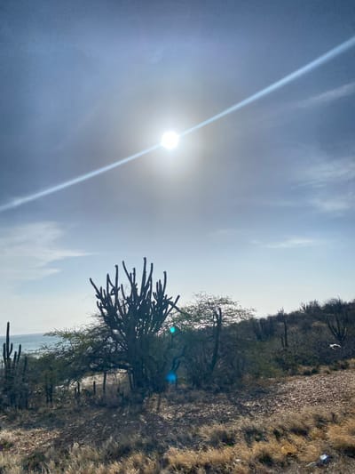 The image shows a daytime landscape in an arid environment in Unknown, Venezuela. The sky is pale blue with thin clouds and a bright sun that causes lens flare. In the foreground, a large cactus-like plant with many arms extends from a thin tree. The ground is dry and rocky. A ridge with more vegetation and cacti is visible, slightly blurred by the distance. The image is rotated 90 degrees counterclockwise.