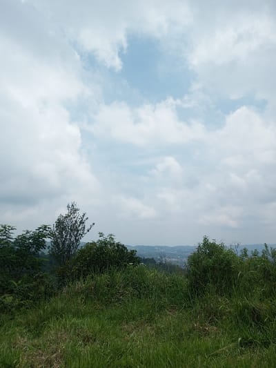 The image displays a panoramic view from an elevated natural vantage point, overlooking the distant city of Vieng Phouka, Laos. The foreground is dominated by uncultivated, tall green grass, extending into the midground where a dense line of diverse green foliage, including shrubs and a taller, slender tree with darker branches, forms a natural horizon. Beyond this vegetation, in the far background, a sprawling collection of buildings and structures, indicative of a town or city, is visible under a light haze, nestled among rolling hills. The sky occupies approximately two-thirds of the upper frame, featuring a patchy mix of white, fluffy cumulus clouds interspersed with areas of light blue sky. No individuals, specific actions, or discernible man-made objects other than the distant cityscape are present within the frame. The scene is illuminated by natural daylight.