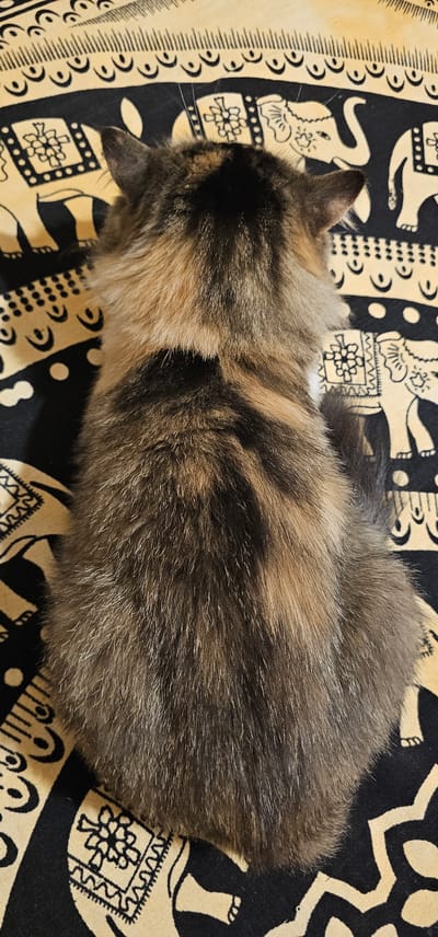 A calico cat, viewed from above, rests on a patterned textile. The cat's fur exhibits a mix of brown, black, and tan colors, with its back and tail being the most prominent features. The textile beneath the cat is yellow and black, featuring a repetitive pattern of elephants and decorative elements. The image appears to be a close-up shot, focusing on the cat and the immediate surroundings. There is no information available to determine the location of this image within Dogato, Italy.