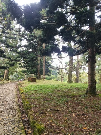The image displays an outdoor scene within a wooded area in Tah, Vietnam, under overcast lighting. A winding, stone-paved path curves from the lower left towards the upper left, bordered on its right by a low, moss-covered stone wall. To the right of the path, the ground transitions from a mix of sparse green grass, exposed soil, and scattered dry leaves to an elevated, neatly mown grassy bank. Several large trees, primarily conifers with dense dark green foliage, dominate the scene. One prominent tree with a textured, multi-toned bark trunk is positioned on the far right foreground. In the midground, situated on the elevated grassy bank, is a rectangular, dark brown stone or concrete block, heavily covered in moss. Further along the path in the background, a white motorcycle or scooter is partially visible, positioned near a small white sign. No individuals are clearly discernible, and no direct actions or interactions are depicted.