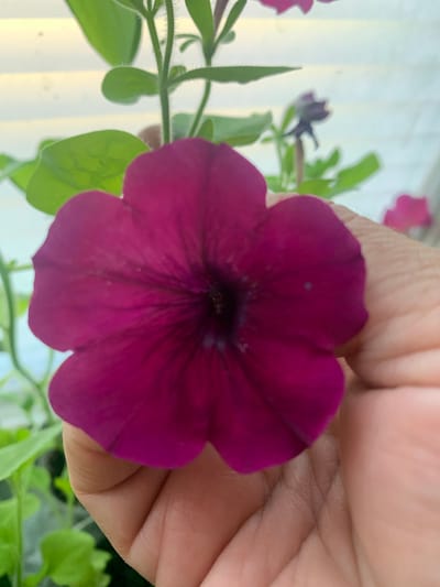 A close-up, slightly out-of-focus shot shows a person's hand gently holding a single, vibrant purple petunia flower. The flower has five distinct petals radiating from a dark center. Green leaves and stems are visible behind the flower. The background is blurred and appears to be an indoor setting with vertical blinds. The image does not provide any information about a specific location in the city of Yuada-Gulrypsh, Abkhazia.