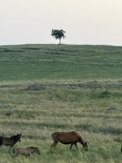 In the city of Kuseevo, Russia, a vast, undulating green meadow stretches towards a hazy horizon. A solitary, windswept tree stands atop a gentle rise, silhouetted against a pale, overcast sky. In the foreground, three horses graze in the tall grass. A dark-colored horse stands to the left, facing left. To its right, a lighter-colored foal walks, its head down. Further to the right, a chestnut horse grazes with its hindquarters to the viewer. The landscape is characteristic of the region, with open fields and sparse vegetation.
