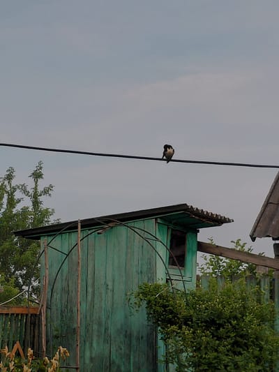 A lone bird with black and white plumage is perched on a dark horizontal wire against a pale, overcast sky. Below the wire, a weathered, teal-colored wooden outbuilding with a corrugated metal roof is visible. To the left of the outbuilding, a sparse green tree with thin branches stands. In the foreground, a dense green bush and some flowering plants are present. The scene appears to be a rural or suburban outdoor setting, potentially in the village of Novosyolovo, Russia.