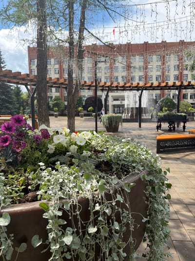 The image depicts an outdoor scene with lush floral arrangements in the foreground, set against a backdrop of a large, ornate building and a fountain. In the immediate foreground, a large, dark brown planter overflows with a variety of flowers, including vibrant purple petunias and white petunias. Cascading silvery-green vines spill over the edge of the planter, creating a soft, draped effect.
Behind the planter, several tall trees with slender trunks rise towards the sky, their branches adorned with delicate strings of lights. The trees partially obscure a grand, multi-story building constructed of brick and cream-colored stone, featuring numerous windows and decorative architectural elements.
Further in the background, a fountain is visible, with water gracefully spraying upwards. Adjacent to the fountain is an elaborately decorated planter resembling a grand piano, also filled with greenery. A wooden bench with a dark metal base is placed on the paved area to the right of the planter. A person is seen walking in the distance near the fountain.
The ground is paved with light brown rectangular stones, arranged in a repeating pattern. The sky above is a soft blue with scattered white clouds, suggesting pleasant weather. The overall impression is a well-maintained, decorative urban space, likely a public square or park area. Based on information available for the city of Stupino, Russia, this scene is likely located in the vicinity of the Stupino Municipal Palace of Culture.