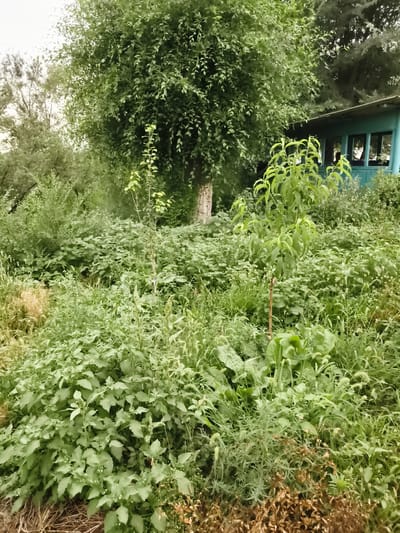 The image depicts an overgrown, verdant outdoor scene, likely a backyard or garden area, with a light-colored, slightly overcast sky. In the background, a teal-colored structure with windows and a sloped roof is visible, suggesting a small building or shed. Dominating the foreground and midground is dense vegetation, including various types of green plants, bushes, and trees. A thin sapling stands prominently in the mid-left of the frame. The overall impression is one of untamed natural growth within a developed area. The location of Гвардейский, Kazakhstan, is not discernible from the visual content of the image.