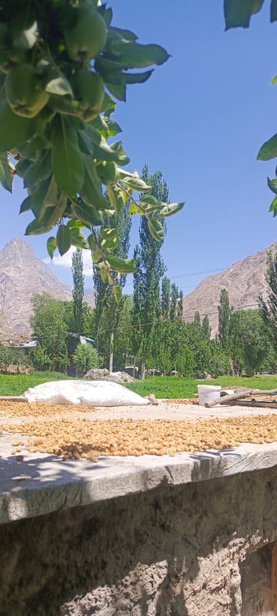 The image depicts an outdoor scene in Sanobod, Tajikistan, likely a rural agricultural setting. In the foreground, a rough, textured concrete structure borders a surface on which a large amount of dried, light brown, granular material is spread out. A white sack, presumably containing more of the same material, lies nearby. A white bucket and some wooden sticks are also present on this surface.
Behind the foreground elements, a lush green field stretches out, dotted with buildings and structures. A line of tall, slender trees stands behind the field, with a rugged, barren mountain range forming the backdrop. The sky above is a clear, bright blue, indicating a sunny day. In the upper left corner of the image, a branch with green leaves and unripe fruits hangs into the frame, partially obscuring the view of the sky and mountains. The overall impression is one of a harvest or drying process taking place in a mountainous region.