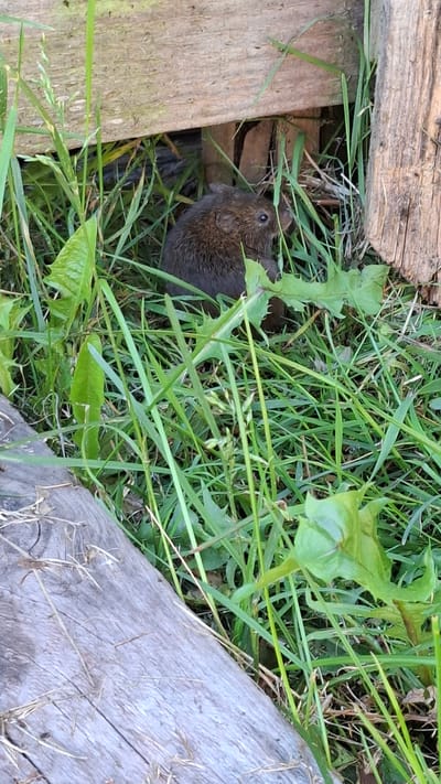 A small, brown rodent with dark eyes and visible whiskers is partially hidden in tall green grass. The rodent is positioned in front of a rough, weathered wooden structure, possibly a fence or building. The ground is covered in grass and other vegetation, with a piece of grey, weathered wood in the foreground. The scene appears to be outdoors, in a rural or natural setting, and is not located in Novovilgovskoye Sel'skoye Poseleniye, Russia, as the image does not provide any information to confirm or deny this location.