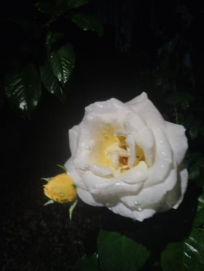 A white rose, wet with dew or rain, is in full bloom, its petals a creamy white with hints of yellow at the center. Beside it, a yellow rosebud, also glistening, sits tightly closed. The roses are set against a dark, out-of-focus background of leaves and shadows. The scene is evocative of a garden at night or after a rain shower, with the dark background emphasizing the delicate beauty of the flowers. The location in Urkovo, Russia, is not evident from the image itself.
