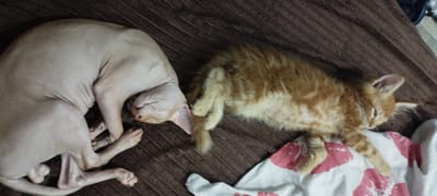 In Pokosnoe, Russia, two cats are sleeping on a brown, textured surface, possibly a blanket or bed. The cat on the left is a hairless Sphynx cat with light pinkish-tan skin, curled into a ball with its head tucked under its body. Its ears are large and prominent. The cat on the right is a fluffy orange tabby kitten, also sleeping. Its fur has distinct stripes. The kitten is lying on its side with its belly exposed and its paws tucked in. It is partially on top of a white fabric with red abstract markings. The overall scene depicts a moment of peaceful rest for the two felines.