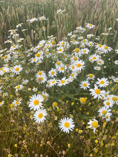 The image displays a dense field of chamomile flowers, interspersed with dry grasses and some budding flowers. The flowers are white with yellow centers, and many of the stems are thin and delicate. The background is a blur of green and tan, suggesting a natural outdoor setting. There are no people, animals, or man-made structures visible in the image. The scene appears to be a natural meadow or field, likely in a rural or semi-rural area. This image does not provide any specific information about the city of Neustadt, Germany.