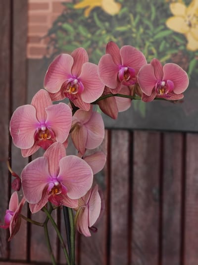 A branch of pink orchids with several blooms and buds is displayed in front of a blurred background of foliage and flowers. The background also shows wooden vertical planks. The orchids are primarily pink with darker pink veins and a fuchsia center. One orchid bud is a deep reddish-pink. The overall lighting is soft, highlighting the delicate textures of the petals. There are no people or animals present in the image, and no specific identifiable landmarks in Kotelva, Ukraine are depicted. The scene is an indoor or covered outdoor arrangement.