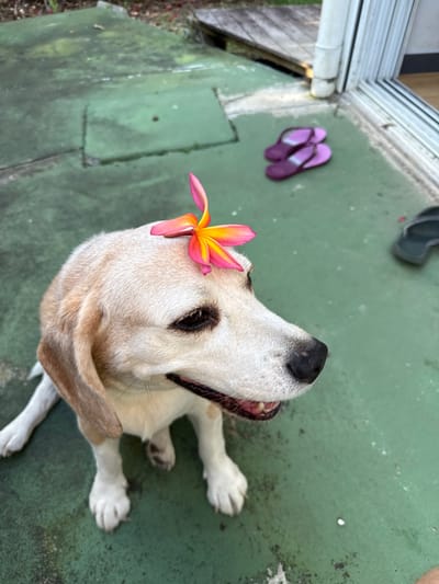 This image, captured in Dumbéa, France, displays a light-colored dog, consistent with a Beagle or Beagle mix, seated on a green concrete patio. A pink and yellow plumeria flower is positioned on the dog's head. The dog's mouth is slightly open, revealing teeth, and its dark eyes are directed towards the right side of the frame. The concrete surface shows signs of wear, discoloration, and accumulation of dirt or moss. In the background, two pairs of flip-flops are visible: one pair of purple flip-flops and a single dark-colored flip-flop. A white downspout and a portion of a white sliding door frame are present, along with a blurred wooden deck and vegetation in the upper background.