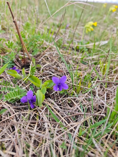 The image shows a close-up of a grassy area in Etoka, Russia. Several purple violets are visible amidst the grass and dried straw. Some yellow primroses are also visible in the distance.