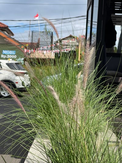 The image displays an outdoor scene in Garut, Indonesia, characterized by a prominent foreground of ornamental grass. In the immediate foreground, a dense cluster of green, long-bladed grass with numerous feathery, light-colored plumes occupies the lower and central portions of the frame, appearing to be within a planter.

In the mid-ground to the left, a portion of a white vehicle, likely a multi-purpose vehicle or small van, is visible, with its front wheel and fender. Adjacent to the vehicle, a green sign or banner displays the text "MOBIL" and "Rp.2000," indicating a parking or transport service fee. Multiple black utility lines are strung overhead against a partially cloudy sky.

In the blurred background, an Indonesian flag (red over white) flies on a flagpole. Below the flag, numerous red and white pennants or banners are strung horizontally, suggesting a national celebration. Buildings with reddish-brown tiled roofs are present on both sides of the background. To the right of the grass, a dark structural element, likely part of a building facade or outdoor seating area, is partially visible, with hints of dark wicker furniture. The scene is illuminated by daylight under a sky with visible white clouds. No individuals are discernible.