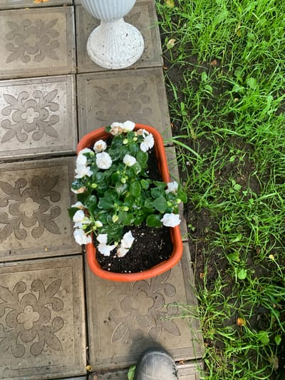 A close-up, overhead shot captures a terracotta pot brimming with white flowers and green foliage, placed on a patterned stone patio. To the right of the pot, lush green grass grows, with some areas of dark soil visible. In the upper left corner, a decorative white vase rests on the patio. The scene is dimly lit, suggesting an overcast day.