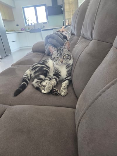 A tabby cat is comfortably reclined on a grey upholstered sofa in an indoor setting, likely a living room in Zagore, Bulgaria. The cat, with distinct black stripes over a grey and white coat, and yellowish eyes, is lying on its side with its back slightly twisted, looking directly at the camera. Its front paws are curled near its head, and its hind paws are visible, one showing pink toe pads. A fluffy grey pillow is partially visible behind the cat's head.
The sofa features deep cushioning and visible stitching, suggesting a plush and comfortable piece of furniture. In the background, beyond the sofa, a bright window is visible, letting in ample natural light, indicating it is daytime. The interior background also shows modern, light-colored walls and possibly cabinets or appliances, contributing to a clean and contemporary aesthetic. The overall impression is one of domestic tranquility, with the cat appearing relaxed and at ease in its environment. No visible text is present in the image.
