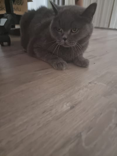 A grey cat, likely a British Shorthair, is the primary subject of the image, resting on a light-colored wooden or laminate floor. The cat is positioned in the foreground, looking upwards and directly at the viewer with curious, golden-yellow eyes. Its white whiskers are prominent, and its front paws are visible on the floor.

The floor, which has a noticeable wood grain pattern, extends from the foreground into the background, taking up a large portion of the frame. In the blurred background to the left, a white, ribbed surface can be seen, possibly part of a wall or blinds. Below the cat's head, some household objects are partially visible and out of focus. These include a light brown cardboard box, on which the text fragments "pet" and "mu" are discernible. Adjacent to the box, a dark-colored object with metallic and black accents, resembling a small appliance, is also present.

The lighting suggests an indoor setting, likely during daytime, with soft, diffused light illuminating the scene. The cat's expression conveys attentiveness and curiosity. The image is captured from a slightly elevated perspective, looking down at the cat, and is diagonally oriented. The location context for this media file is Xàtiva, Spain.
