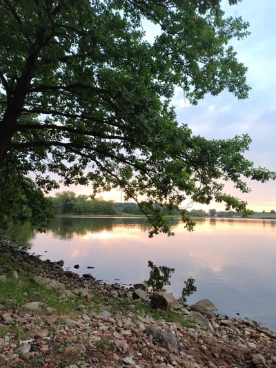 This is an image taken from the shore of a lake, likely in the municipality of Kestřany, Czechia. A large tree with dark green leaves dominates the left side of the frame, its branches extending over the water. The water itself is calm and reflects the soft hues of the sky, which displays pastel colors of pink, orange, and pale blue, suggesting either sunrise or sunset. The opposite shore is lined with a dense growth of trees. The foreground consists of a rocky embankment with scattered grass and some loose soil. No people or animals are visible in the scene. The overall atmosphere is serene and natural.
