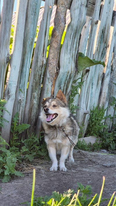 A medium-sized dog with tan and grey fur stands on a dirt surface in front of a weathered wooden fence in Bulatovo, Russia. The dog is wearing a collar and a chain leash. Its mouth is open, and its tongue is visible, suggesting it may be panting or excited. Green foliage grows around the base of the fence and in the foreground. The fence is made of vertical, uneven wooden planks with visible texture and some green paint. The lighting suggests it is daytime, with sunlight casting shadows and highlighting the textures of the wood and dog's fur.