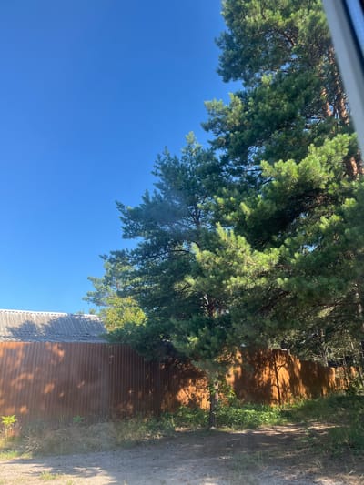 The image captures a view of a wooden fence and pine trees against a clear blue sky. The fence, made of vertical wooden planks with a reddish-brown hue, extends across the middle ground. Sunlight casts shadows from the trees onto the fence, creating a dappled effect. Pine trees with dense green foliage are prominent in the right and upper portions of the image, with some lighter green foliage from other trees visible behind the fence. In the upper left corner, the grey, corrugated roof of a structure is partially visible. The ground in the foreground is sandy and unpaved, with dry grass and some green weeds growing along the base of the fence. The scene appears to be an outdoor setting, likely in a suburban or rural area, possibly Vyshhorod, Ukraine, given the mention of that location. There are no people or animals visible in the image, and no specific actions or interactions are depicted.