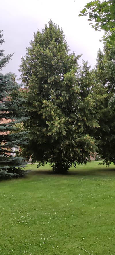 The image depicts a serene outdoor scene in a park-like setting. The main subjects are several large trees with lush green foliage. A prominent tree with a full canopy of leaves is centrally located, flanked by a tall, slender blue spruce on the left and more deciduous trees on the right. A brick building with windows is partially visible behind the trees on the left, suggesting the location is within a residential or institutional complex. The ground is covered in a vibrant green lawn dotted with small white flowers, likely clover. The sky is overcast and a pale gray, indicating a cloudy day. The time of day is unclear due to the diffused light, but the overall impression is one of a calm, slightly cool day. There is no visible text in the image. The scene appears to be a tranquil, natural environment, possibly a garden or a communal green space within the Ангелово Клубная Резиденция, Russia.