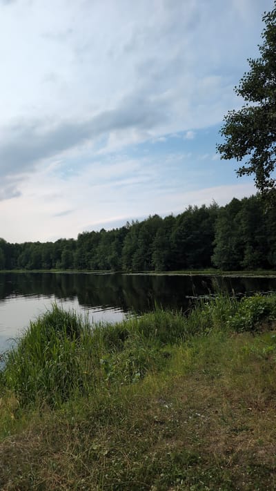This is a photograph of a lake in Yarishnoe (Zinyakovskii S/S), Russia. The lake is calm and reflects the trees on the opposite shore. The sky is partly cloudy, with some blue sky visible. The foreground is a grassy bank with tall reeds growing near the water's edge. There is a dense line of trees on the far bank of the lake, their dark green foliage creating a strong contrast with the lighter sky. A few small white flowers are visible in the grass in the foreground. The overall scene depicts a peaceful natural environment.