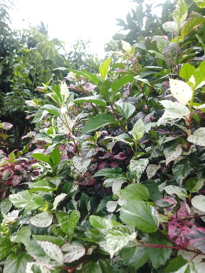 The image shows a dense cluster of variegated hibiscus plants with leaves exhibiting shades of green, white, and pink. The plants are lush and healthy, with sunlight filtering through the foliage from above, creating bright highlights and some shadows. The background is filled with more greenery, suggesting an outdoor garden or natural setting. There are no people or animals visible in the image. The overall impression is one of vibrant, tropical plant life.