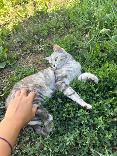 An adult tabby cat is lying on its back in lush green grass and clover. Its fur is gray with darker tabby markings. The cat's eyes are open and it appears to be looking up and to the left. A human hand is visible in the lower left corner of the image, gently petting the cat's fur. The background consists of more grass, some dried leaves, and sunlight filtering through. The scene appears to be an outdoor area.
