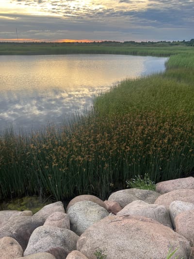 The image displays a serene waterscape at dusk, likely in Nasva alevik, Estonia. On the right side of the frame, a pile of large, rounded grey and pinkish stones forms a natural embankment. Amongst the rocks, a small cluster of delicate white wildflowers with green stems is visible, adding a touch of color to the rugged terrain.
Adjacent to the stones, a dense growth of tall, green reeds with brown seed heads extends into the water. The reeds are neatly arranged, creating a sharp visual contrast with the organic shapes of the rocks.
The left side of the image is dominated by a calm body of water, reflecting the sky above. The water's surface is gently rippled, capturing the soft hues of the sunset. The sky itself is a canvas of dramatic clouds, tinged with warm oranges and yellows near the horizon, suggesting the sun has recently set or is about to dip below it. The reflection of the sky and the distant treeline on the water creates a mirror-like effect, doubling the visual beauty of the scene. A thin, vertical structure, possibly a utility pole, is subtly visible on the horizon line amidst the treeline.
The overall mood is peaceful and tranquil, characteristic of a quiet evening by the water. The time of day is clearly indicated by the soft, warm light and the colors in the sky and its reflection. There is no visible text in the image.