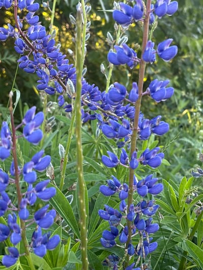 The image is a close-up, vertical, outdoor shot of several blue lupine flowers in bloom, with a focus on their intricate petals and stems. The background is blurred, showing green foliage and hints of yellow light, suggesting natural sunlight filtering through. The flowers are clustered along tall, upright stems, with individual florets displaying shades of deep blue and purple. Some of the flower buds are still closed, while others are fully open, revealing their delicate structure. The overall impression is one of natural beauty and the vibrancy of summer flora. The location is identified as being in the city of Ostrovskoye, Russia.