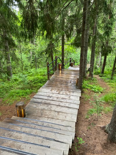 This image depicts a wooden walkway with integrated lighting, set within a dense forest environment. The walkway, constructed from weathered wooden planks, appears to be slightly damp, suggesting recent rain or dew. Several sections of the walkway are elevated on stilts, with some of these stilts serving as bases for wooden logs that have been hollowed out and fitted with warm-toned lights. Black metal railings are present along the sides of the walkway, providing support and guidance. The surrounding forest is characterized by tall coniferous trees and a thick undergrowth of green foliage, including ferns and smaller plants. The ground beneath the walkway is covered in a mix of soil, pine needles, and leaf litter. A narrow dirt path is visible winding through the trees to the right of the walkway. The overall impression is one of a well-maintained nature trail, possibly in a park or recreational area, located in the city of Lakhdenpokhya, Russia.