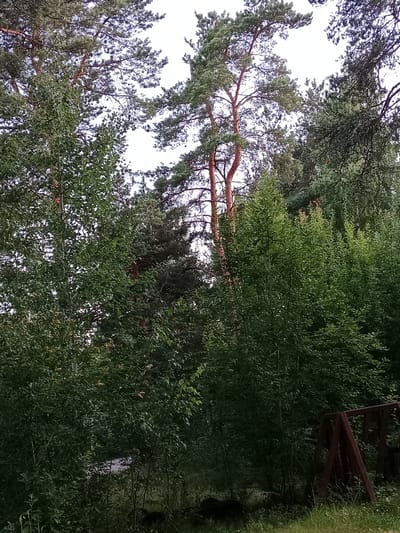 The image shows a dense forest scene with various types of trees. In the foreground, there are thick bushes and tall grass. To the right, a rusty red metal A-frame structure, possibly part of a swing set or playground equipment, is visible. The background is dominated by a mix of pine trees with reddish-brown trunks and darker green foliage, and other deciduous trees with abundant green leaves. The sky is overcast and bright, suggesting it is daytime. The overall impression is of a natural, slightly overgrown outdoor area.