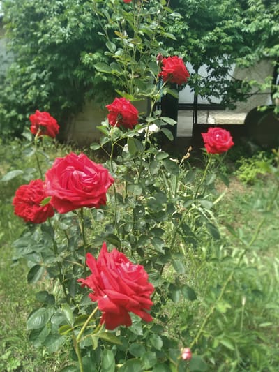 A close-up, vertical, eye-level outdoor shot showcases a cluster of vibrant red roses blooming amidst lush green foliage. The roses are in various stages of bloom, with some fully open and others still in bud. The background is softly blurred, revealing glimpses of a white building and dense green trees, suggesting a residential or garden setting. The lighting is natural and diffused, creating soft shadows and highlighting the rich color of the petals. The overall impression is one of natural beauty and tranquility. The location is the village of Zhuravske, Zhuravske rural community, Ukraine.