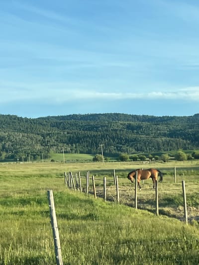 The image depicts a tranquil rural scene in Victor, United States of America. A brown horse stands in a fenced-in field, its head lowered as if grazing. The field is covered in lush green grass, with a rustic wooden fence line running diagonally across the foreground. Beyond the field, a dense forest blankets rolling hills, reaching towards a clear blue sky with faint wisps of clouds. The overall impression is one of natural beauty and peaceful solitude.