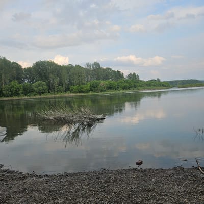 The image depicts a wide, calm river with a rocky shoreline in the foreground. A dense line of green trees forms the opposite bank, their reflections visible in the water. The sky above is partly cloudy, with soft white and gray clouds. In the middle of the river, a cluster of branches with white debris is partially submerged, creating a visual focal point. A single red brick rests on the riverbed near the shore, along with a piece of driftwood. The scene appears tranquil and natural, suggesting a riverside location. There are no people or animals visible in the image.
