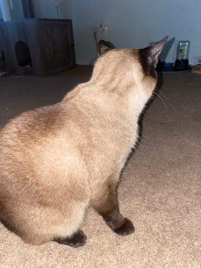 A tan and brown Siamese cat sits facing away from the camera on a brown carpet. The cat's head is turned to its right, and its ears are pointed upwards. In the background, a wooden cat house with an arched opening is visible to the left of the cat. To the right of the cat, a light blue wall is present, with a white electrical outlet and cord. Further to the right, a clear plastic bottle with a dark liquid inside and a purple label sits on a white surface. The scene appears to be indoors, likely in a residential setting. The image was taken in Elizabeth City, United States.