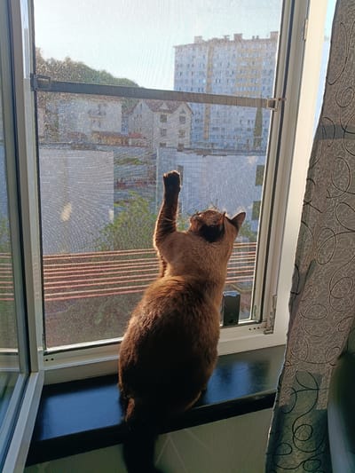 A brown cat with darker points on its ears and face sits on a dark windowsill, facing a window with a screen. The cat is reaching its front right paw upwards towards the screen. The window looks out onto a cityscape with buildings and trees under a bright sky. A patterned curtain is visible on the right side of the window. The scene appears to be an interior view from an apartment in Sochi, Russia, based on the architectural style of the buildings in the background.