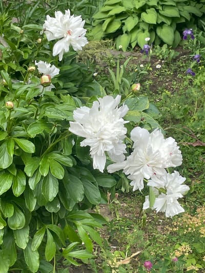 The image depicts a lush, green bush of peonies in full bloom. The flowers are white and fluffy, with multiple blooms present. A few closed buds are also visible. The peonies are growing in a garden setting, surrounded by other plants, including hostas and a variety of other green foliage. The ground is mostly brown dirt with some patches of green grass and weeds. There are some small, white flowers, possibly daisies, visible in the background. The image appears to be taken in a residential garden setting in Moscow, Russia. The GPS coordinates provided (55.659 latitude, 37.591 longitude) place the location in the city of Moscow. The image appears to have been taken during the day, as there is plenty of natural light.