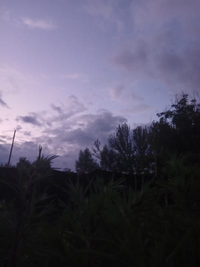 This is a vertically oriented, low-light media file showing a dusky sky with scattered clouds, transitioning from a pale lilac to a deeper purple. On the right side of the frame, a dense arrangement of dark green foliage, likely trees or bushes, is heavily silhouetted against the sky. The leaves are long and thin, suggesting a conifer or a similar type of plant. In the lower portion of the scene, a thin, dark vertical pole is visible, extending upwards through the foliage and into the sky. The overall mood is dim and serene, possibly capturing the transition from day to night. The image appears to have been taken outdoors in a natural setting. No people, text, or specific landmarks are discernible.