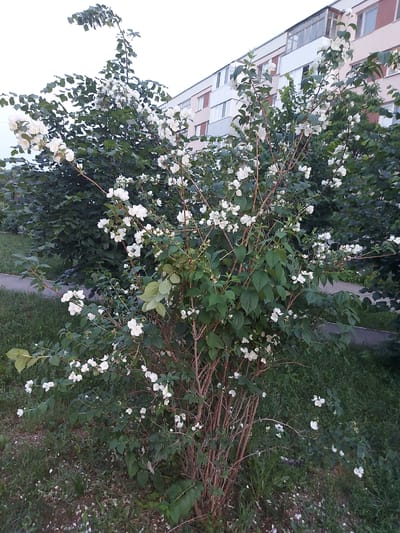 This media file depicts a close-up view of a blooming jasmine bush in Chapaevsk, Russia. The bush is laden with delicate white flowers and lush green leaves. The branches of the bush extend across the frame, some reaching towards a building visible in the background. The building appears to be an apartment complex, with multiple windows and a pale pink facade.
The scene is set outdoors, likely in a residential area, given the presence of the apartment building. The ground around the bush is covered in grass and fallen white petals, suggesting a gentle shedding of blossoms. A pathway or sidewalk is also visible in the background, running alongside the bush. The lighting suggests it is daytime, possibly late afternoon or early evening, as the light appears soft and diffused. The overall impression is one of natural beauty and tranquility, with the flowering bush providing a vibrant focal point against the backdrop of urban architecture. There is no visible text in the media file.