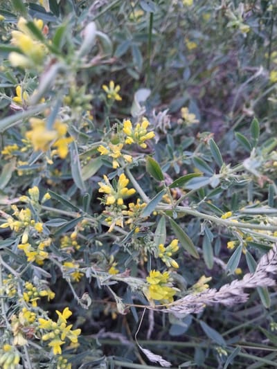 The image shows a close-up, low-angle view of a dense cluster of small yellow wildflowers with green foliage. The flowers are clustered on thin stems, with some appearing in full bloom and others as buds. The leaves are small and elongated. The background is a blur of green and dark tones, suggesting a natural outdoor setting. There are also some dried grass stalks interspersed among the flowers. The scene is likely located in a meadow or overgrown area within the city of Зелёное, Russia. No people or animals are visible.