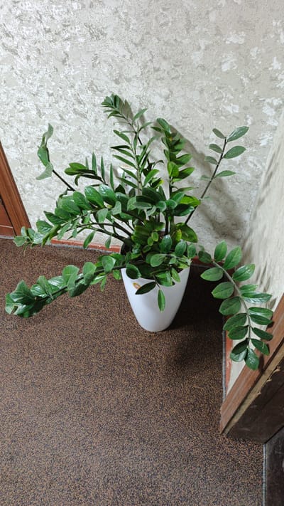 A tall, potted green plant with glossy, oval leaves is positioned in the corner of a room. The plant is in a white, ovular pot, and its stems arch outwards. The wall behind the plant has a textured, light-colored wallpaper with a marbled pattern. To the left of the plant, a dark wooden door frame is visible. The floor is covered with a brown, speckled carpet. To the right of the plant, another dark wooden door frame is present, and a small portion of a light-colored wall is visible. The scene is lit from the side, casting shadows from the plant onto the wall. The image does not provide information to determine its location in Paytugh, Uzbekistan.