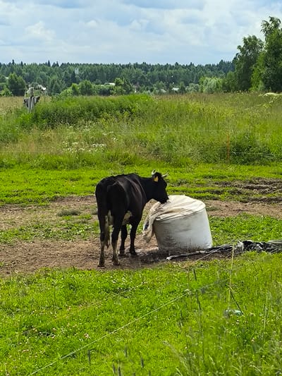 A black and white cow with a yellow tag on its left ear stands in a muddy field, facing away from the camera. It is partially obscuring a large, white, cylindrical object wrapped in a tarp, which is situated in front of it. The field is covered in green grass and patches of bare earth. In the background, a dense forest lines the horizon, with a few scattered buildings visible within the treeline. The sky is overcast with scattered clouds. The overall scene depicts a rural setting in the city of Pervomaiskoe, Russia.