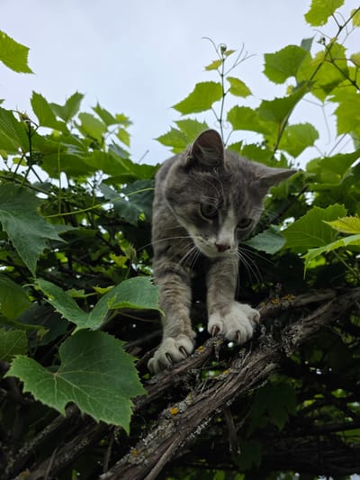 A gray and white cat with green eyes is climbing a thick, gnarled vine. The cat is positioned in the upper-center of the frame, looking down and to the left. Its front paws are gripping the vine, with claws extended, showing its determination to ascend. Lush green leaves of the vine surround the cat, creating a natural, arboreal setting. The background consists of a bright, overcast sky and more dense foliage, suggesting it is daytime with potentially cloudy weather. The perspective is from below, looking up at the cat. There is no visible text in the image. The overall scene conveys a sense of the cat's agility and its engagement with its natural environment. The location context indicates this scene is from Bryansk, Russia.