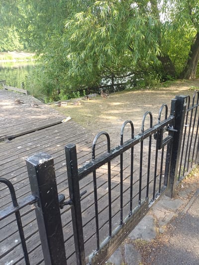 This is a vertical, eye-level, medium shot of a wooden deck next to a body of water, likely a river or lake, bordered by a black metal fence. The deck is made of weathered wooden planks, with some showing signs of wear and tear. Several ducks are visible on the deck and on the grassy bank to the left. The water reflects the lush green foliage of trees that overhang the scene, suggesting a sunny day. A few scattered leaves and debris are present on the deck and the adjacent path. The black metal fence, with a series of horizontal bars and curved loops, runs along the edge of the deck. A small, white object, possibly a disposable cup or wrapper, lies on the deck. The scene appears to be a public park or waterfront area in Middlesbrough, United Kingdom, offering a peaceful natural setting. There is no visible text in the image.