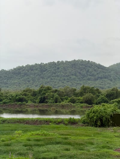 The image depicts a lush, green landscape with a body of water in the foreground, a dense line of trees and vegetation bordering the water, and a tree-covered hill in the background under a cloudy sky. The location appears to be in the city of Vasai-Virar, India, known for its proximity to the Arabian Sea and its green environs. The scene is tranquil and natural, suggesting a rural or semi-rural setting within the urban expanse. No people or specific actions are visible in the image. The environment is characterized by abundant vegetation and a calm water body, indicative of a natural habitat.