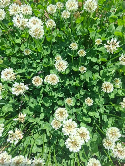 The image is a top-down, close-up shot of white clover flowers and green clover leaves in Vydrino, Russia. The clover is dense and covers the ground, with many white flower heads visible. Some of the flowers are in full bloom, while others are in bud or starting to fade. The leaves are a vibrant green, and the stems of the flowers are a light green. The lighting suggests it is daytime, and the sunlight casts shadows on the leaves. There are no people or animals in the image. The scene appears to be a natural outdoor setting, likely a park, field, or roadside in Vydrino.